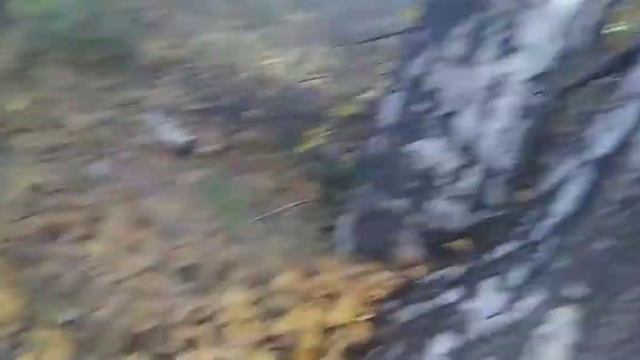 Сделал шалаш/как сделать шалаш/#кролиководство #шалаш #лес #природа смотреть онлайн