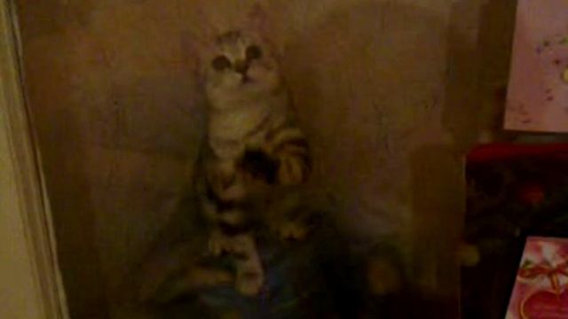 Кошачий твист. смотреть онлайн