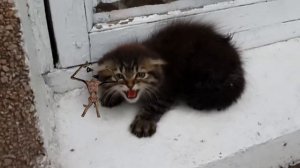 СИРЕНОГОЛОВЫЙ и Злой Котёнок  !!! SIREN HEAD and Angry Kitten