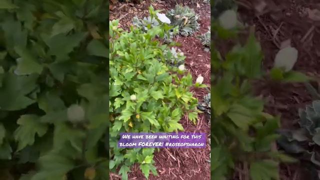 We planted 2 Rose of Sharon’s over the last few years and we have never seen them bloom until today смотреть онлайн