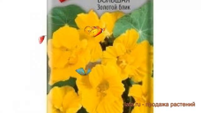 Настурция большая Золотой блик (zolotoy blik) ? обзор: как сажать, семена настурции Золотой блик смотреть онлайн