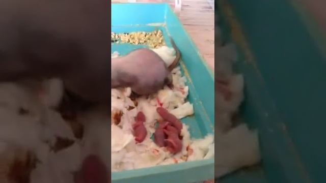 Роды крысы сфинкс смотреть онлайн