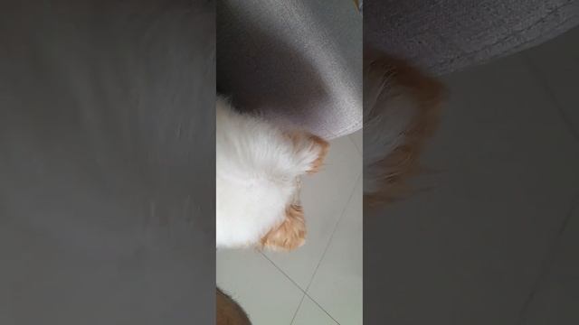 Собака просит меня погладить ее - посмотрите, как смешно - From Brazil to Russia with love смотреть онлайн