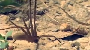 Чёрная Вдова и огромный паук  Кто жертва