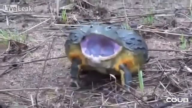 Злобная жаба смотреть онлайн