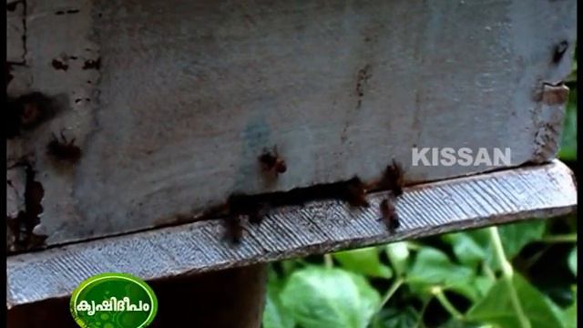 Documentary feature of Mrs. Sathy Chandragupthan , Karshaka mithra Award Winner смотреть онлайн