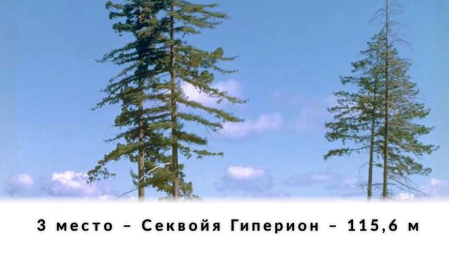 Топ-5 самых высоких деревьев в мире! смотреть онлайн