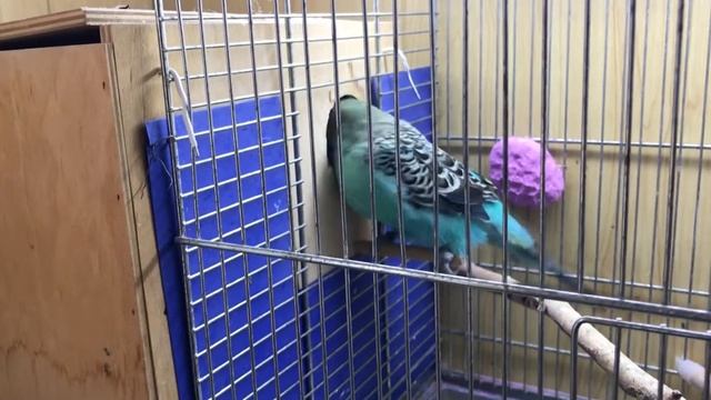 Шуша и Босс, Чехи на первой кладке.