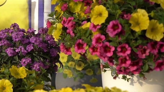 DANZIGER Capella™ Hello Yellow™ Headstart смотреть онлайн