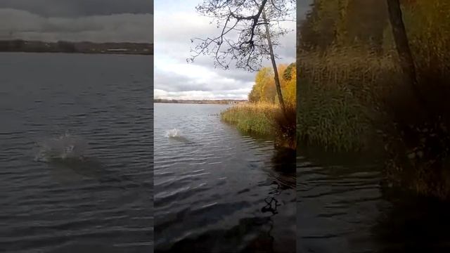 Тестим поисковый магнит. 400 кг. смотреть онлайн