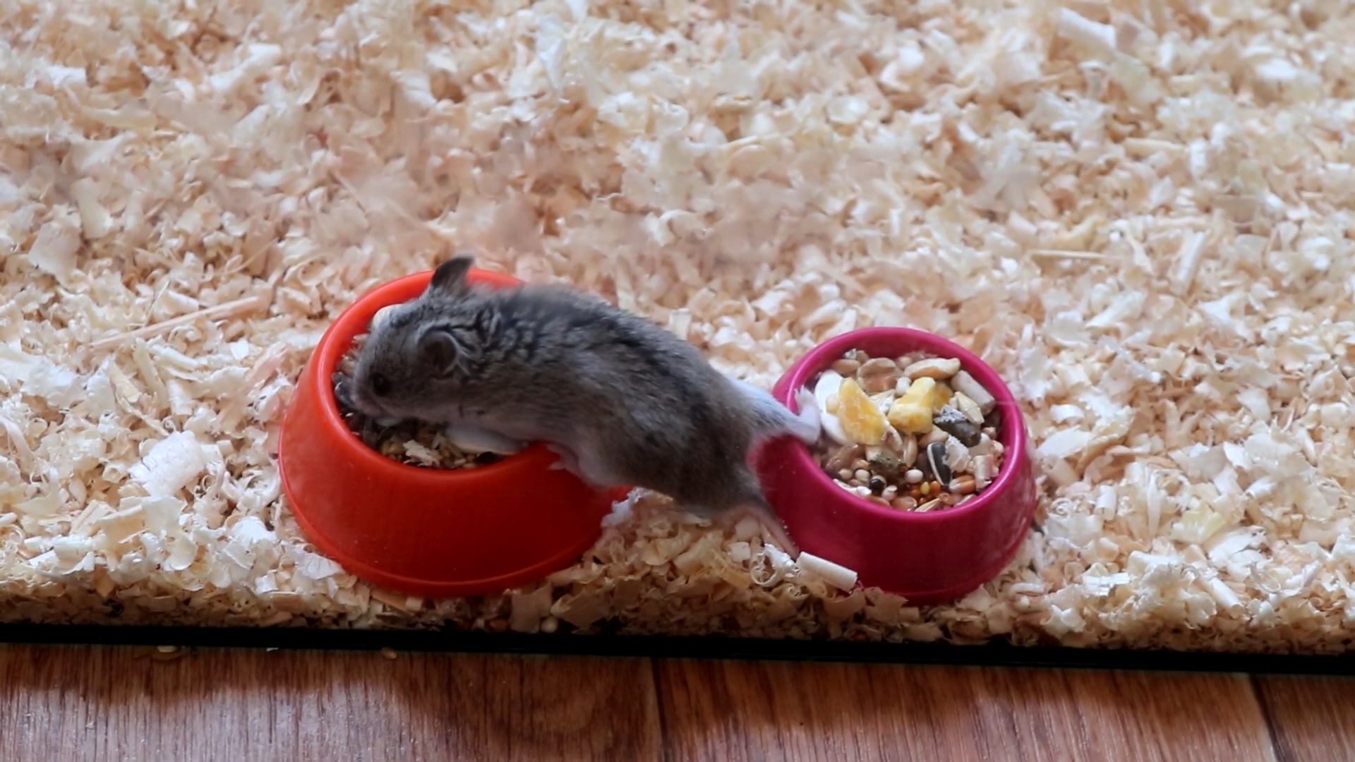 НОВЫЙ ПИТОМЕЦ / КИТАЙСКИЙ ХОМЯК смотреть онлайн