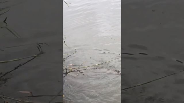 Рыбалка Муром Вербовские Пруды 6 Октября 2022 Дима и его Щучка... смотреть онлайн