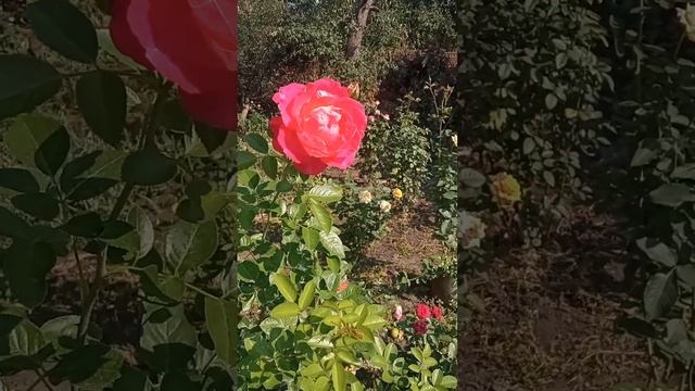 Декор арлекин смотреть онлайн