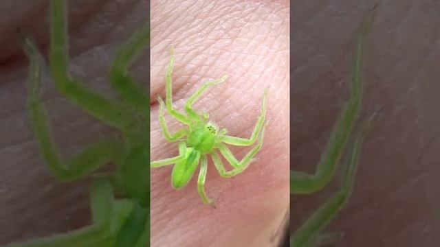 Micrommata virescens (8 gözlü yeşil örümcek) micro - macro çekim #shorts смотреть онлайн
