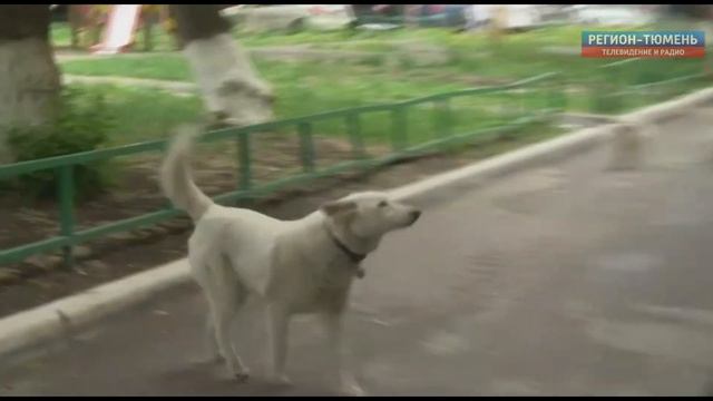 Как живется блондинам-животным смотреть онлайн