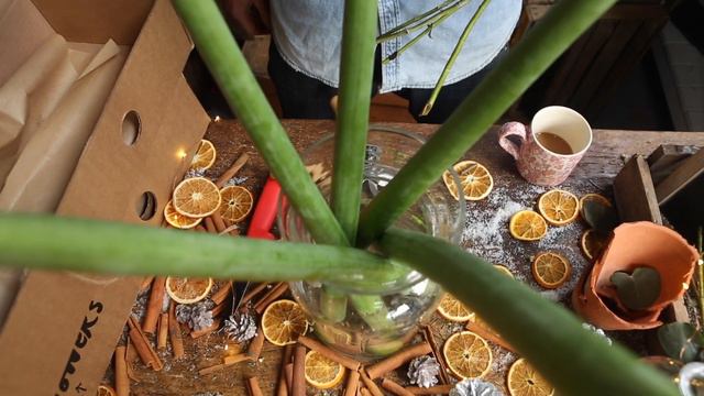 A-Mary(llis) Christmas! How to arrange: Amaryllis, eucalyptus Cinerea and silver Parvifolia. смотреть онлайн