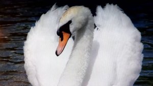 Николай Заболотский "Лебедь в зоопарке". Читает Ольга Алистратова