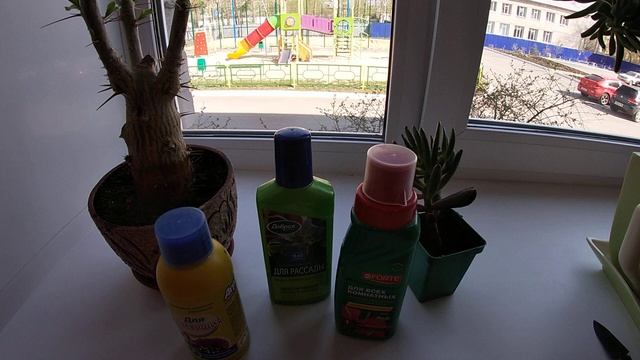 Уход за денежным деревом(крассула Хоббит) после весенней обрезки.04.05.2021 смотреть онлайн