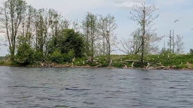Оз. Мядель, остров, Птичий базар, 25.05.2022г., Беларусь, Минская область, Мядельский район смотреть онлайн