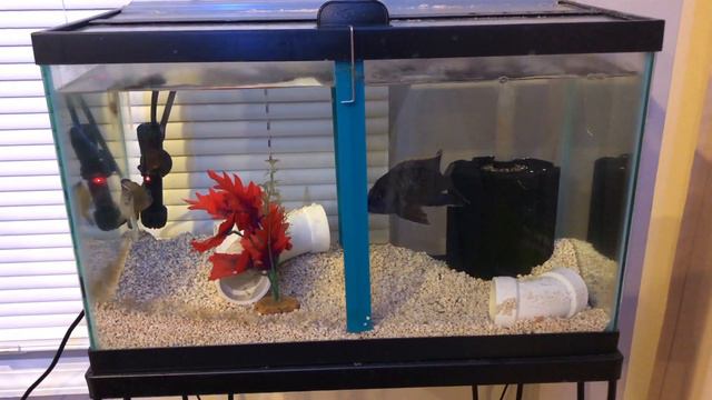 Sponge Filter - All You Need To Know - (Does More Than You Think) смотреть онлайн