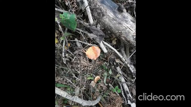 Лес,поход за грибами,красооотааааа)))))) смотреть онлайн