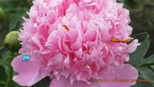 Пион травянистый Аннамике (paeonia annemieke) ? Аннамике обзор: как сажать, саженцы пиона Аннамике смотреть онлайн