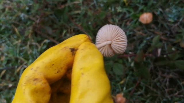 Mıhbaşı Mantarı (Marasmius oreades) Mıh tepesi,Çivi Mantarı, Mıhlıca, Cücüle, den bahsettik. смотреть онлайн