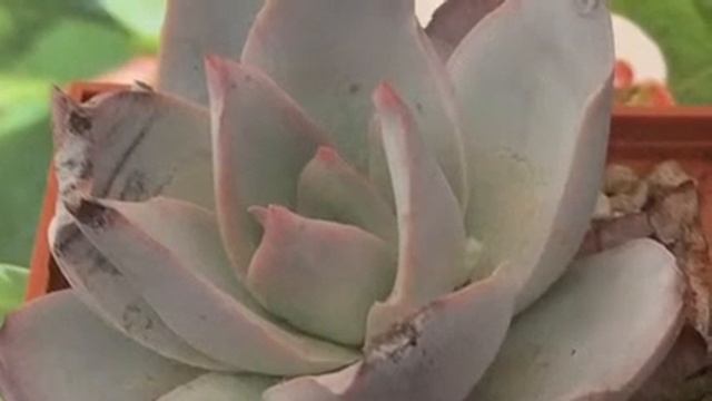 Echeveria Cante смотреть онлайн