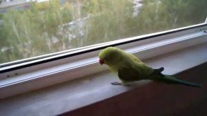 агрессивный ожереловый попугай(aggressive parrot)