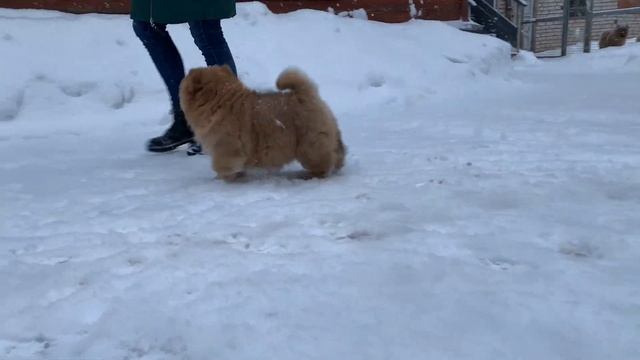 купить щенка чау чау смотреть онлайн