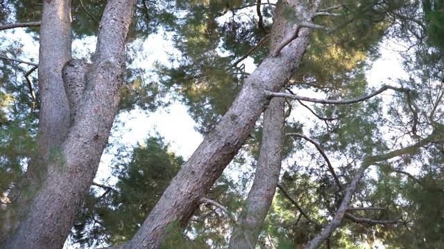 Kristin Bauer - Save Weddington Campaign Video #2 смотреть онлайн