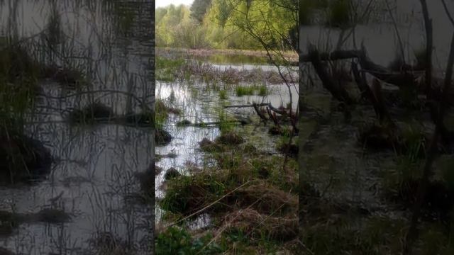 настоящее болто звук 🔊 лягушек смотреть онлайн