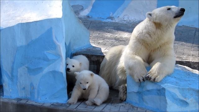 Медвежата проснулись, потянулись, поборолись и спать легли 09.04.19 смотреть онлайн