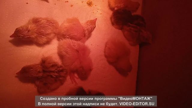 Перепелята