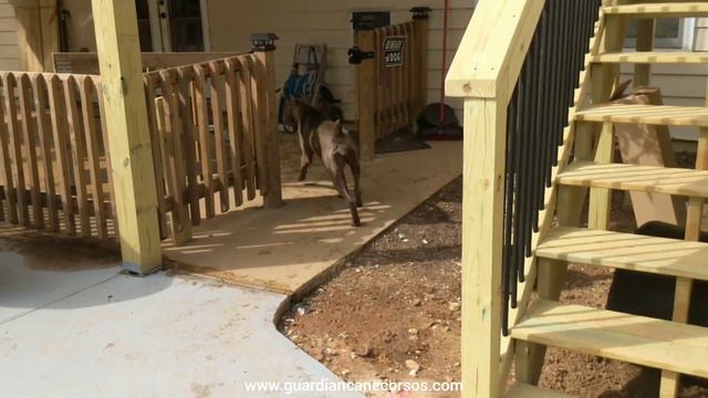 Cane Corso Temperament: Is Chevy a Weak Temperament Afterall? смотреть онлайн