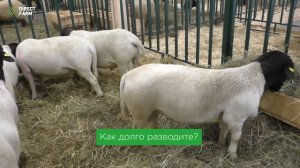 Опыт разведения мясной породы овец Дорпер
