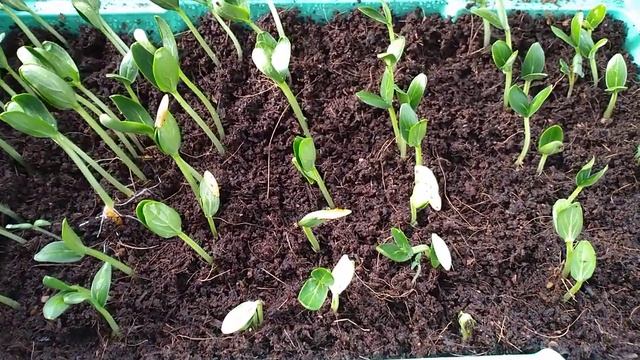 ГОТОВАЯ РАССАДА ОГУРЦОВ ЗА ПЯТЬ ДНЕЙ смотреть онлайн