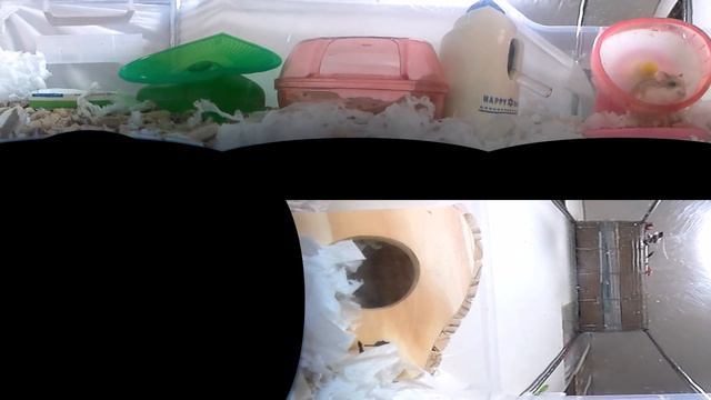 [ hamster ] ハムスター [ 360 video ] смотреть онлайн