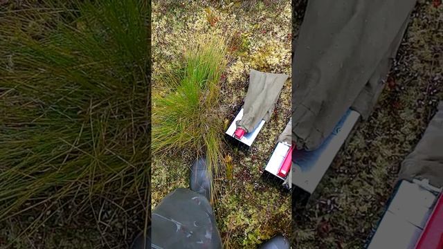 Сбор клюквы торопушками часть 3 смотреть онлайн