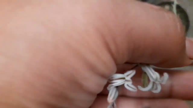 CONOCE LOS CUIDADOS DE ESTA HERMOSA SUCULENTA | HAWORTHIAS | TIPS смотреть онлайн