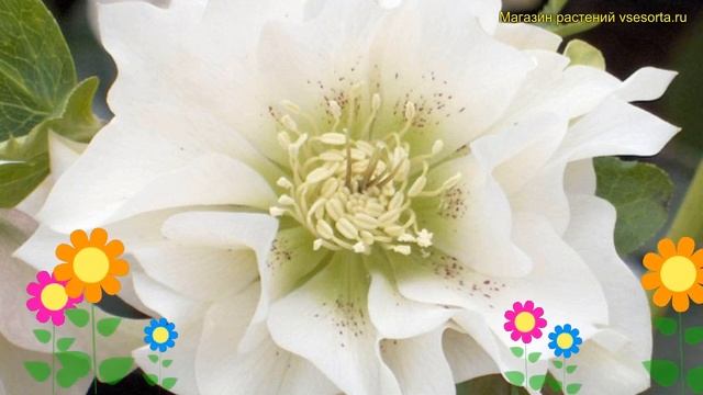Морозник восточный Вайт дабл. Краткий обзор, описание helleborus orientalis White double смотреть онлайн