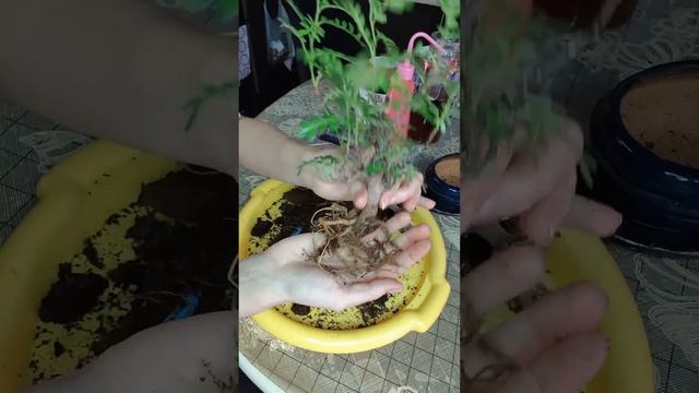 Из 3 в 1 стал 1. смотреть онлайн