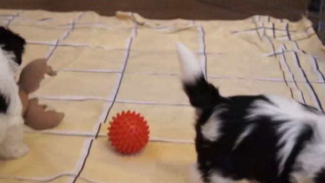 щенки бивера. 1мес и неделя)) Puppies Biewer 1m 1 Week.