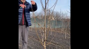 Обрезка груши сильно растущей вверх