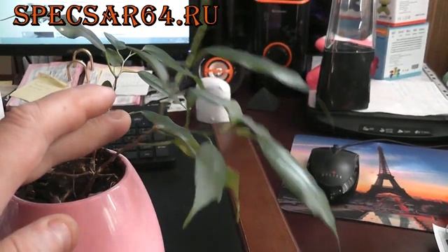 Беспроводная колонка specsar64.ru смотреть онлайн