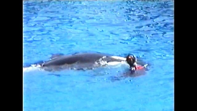 Shamu Show Sea World 1993 | From Old VHS Tape | Retro 90's Orlando Florida смотреть онлайн