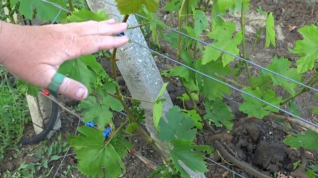 Удаление и прищипывание пасынков на винограднике смотреть онлайн