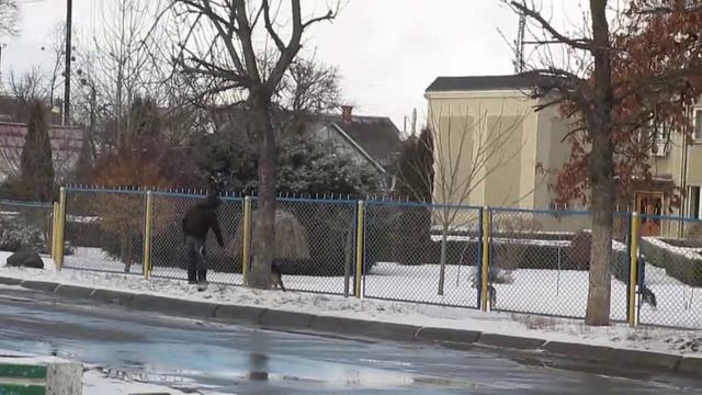 галімі барсікі проти однієї вівчарки - хто переміг?