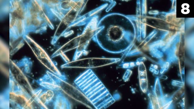 Top 15 Creepiest Ocean Facts and Discoveries смотреть онлайн