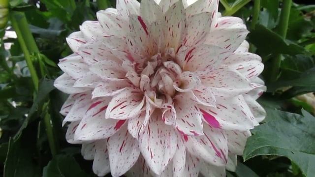 Озеро Маджоре. Вилла Таранто/ Lago Maggiore. Villa Taranto смотреть онлайн